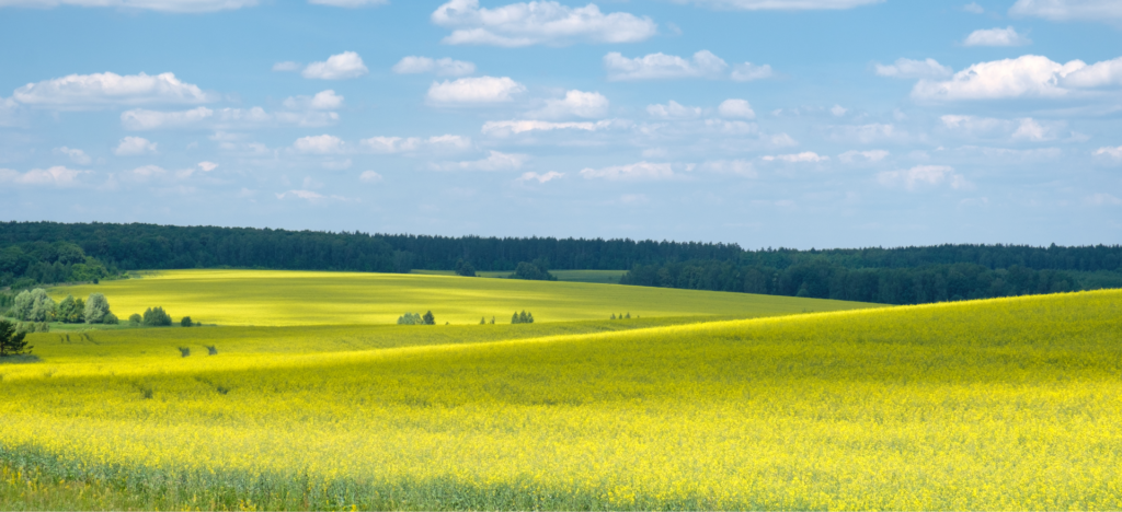 Dansk landskab med gule rapsmarker i forgrunden og skovområder i det fjerne.