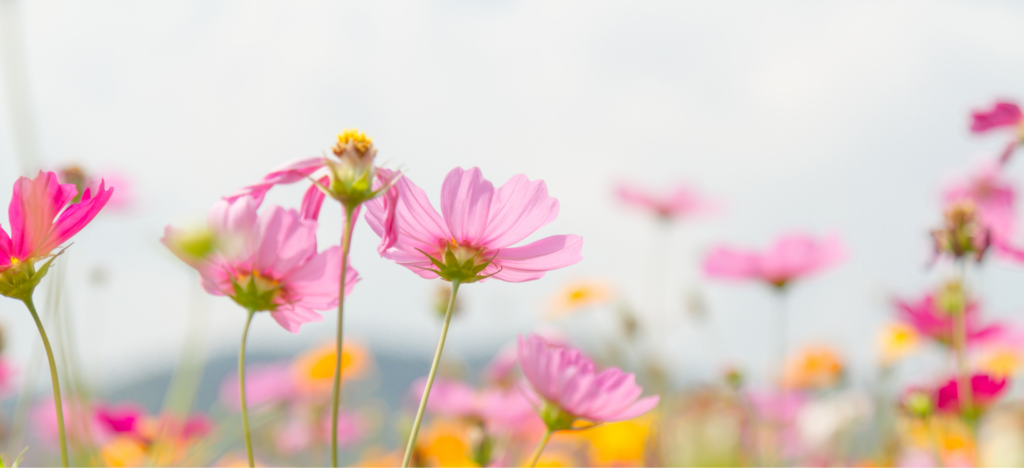 Nærbillede af sommerblomster.