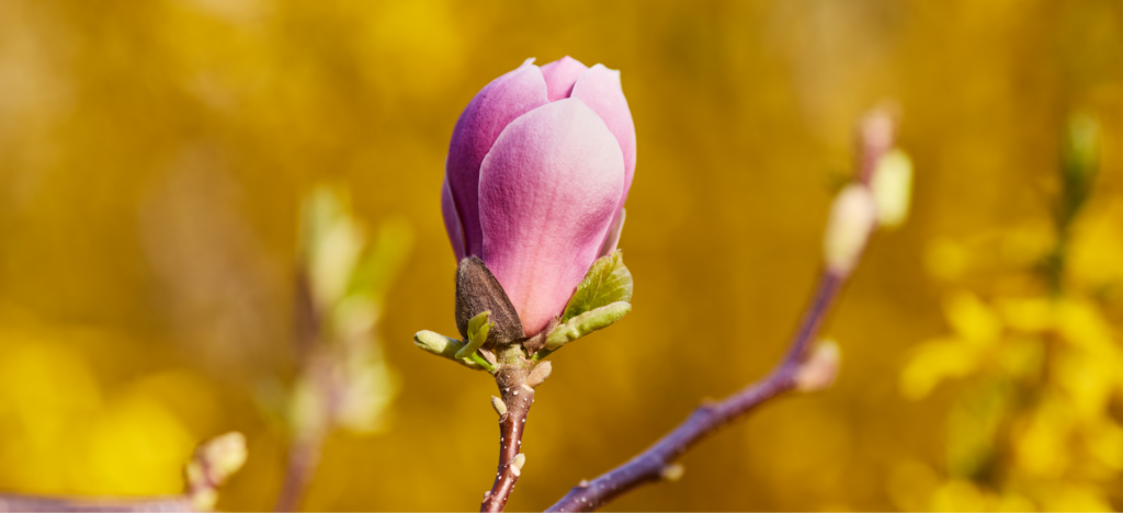 Nærfoto af en spirrende blomst.