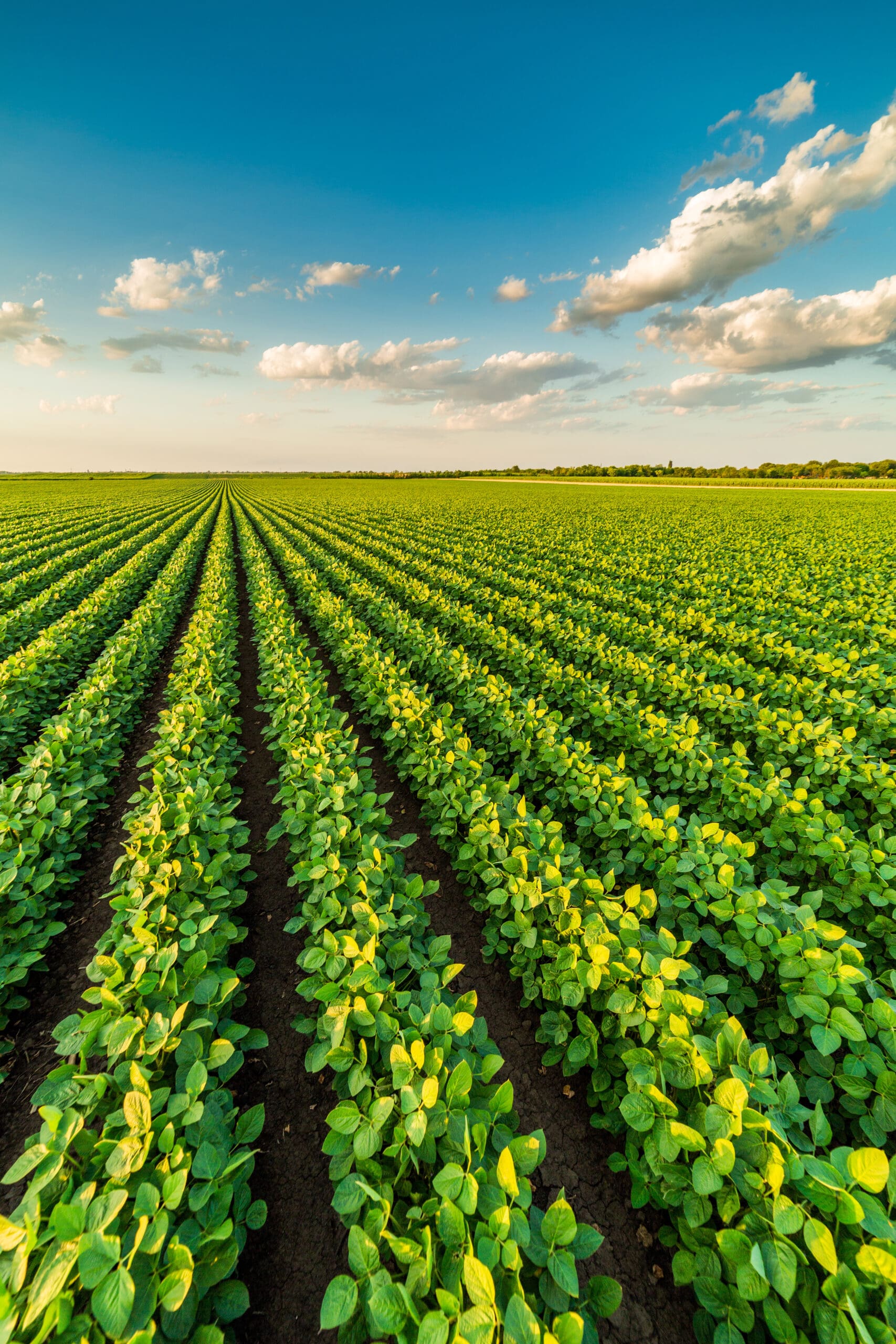 Green ripening soybean field, agricultural landscape