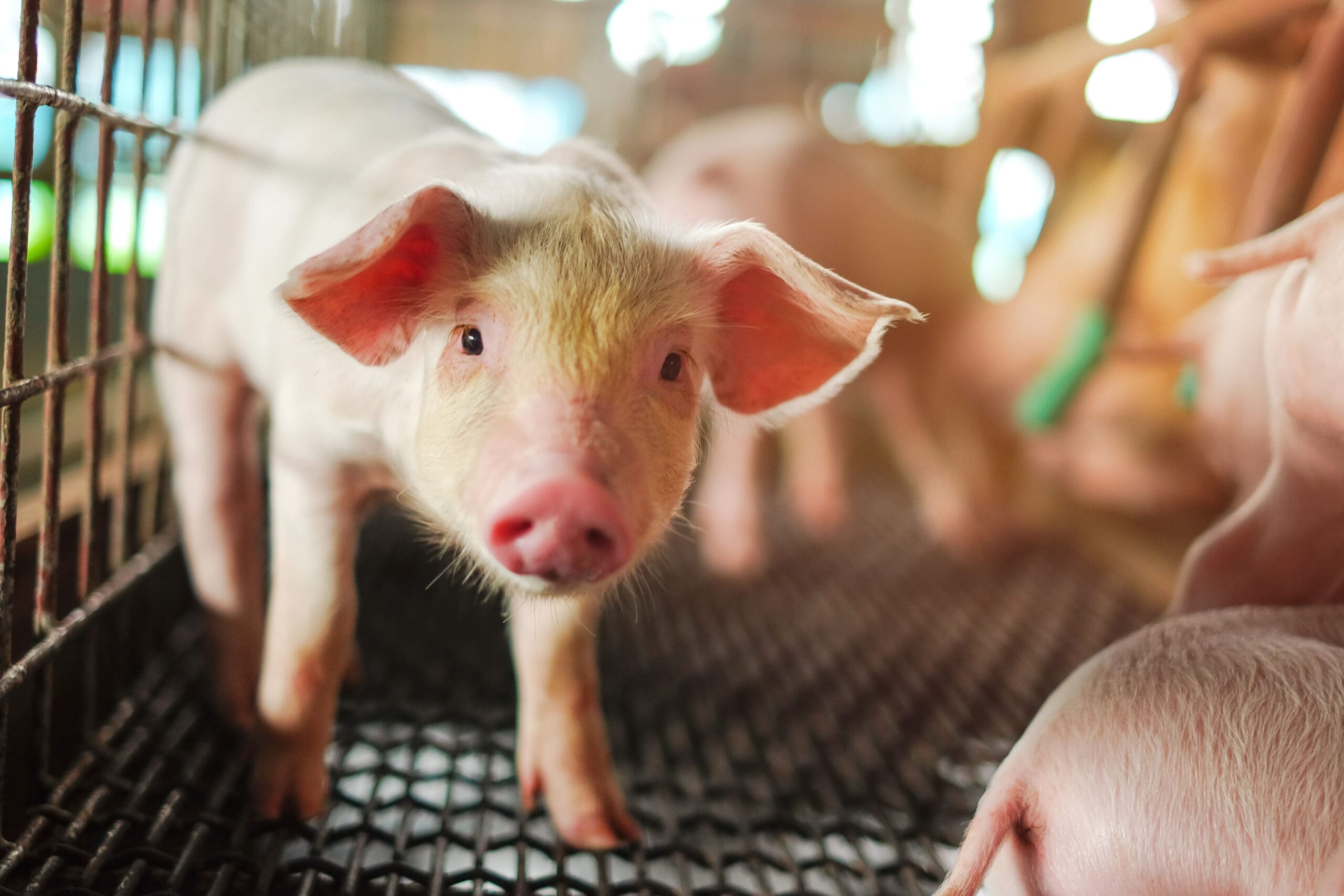Small piglet in the farm. Group of Pig indoor on a farm yard in
