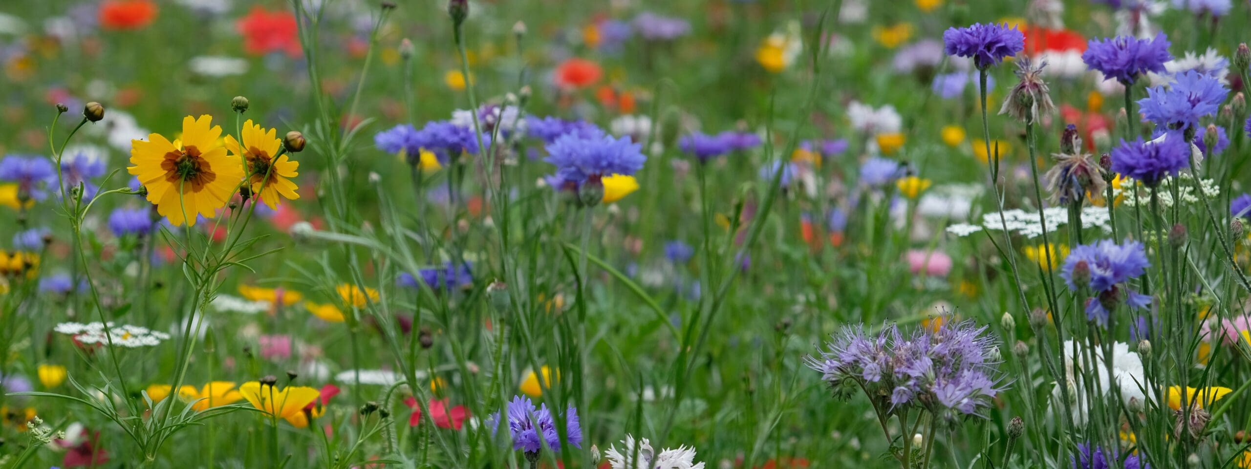 Meadow full of a variety of wild flowers, England UK
