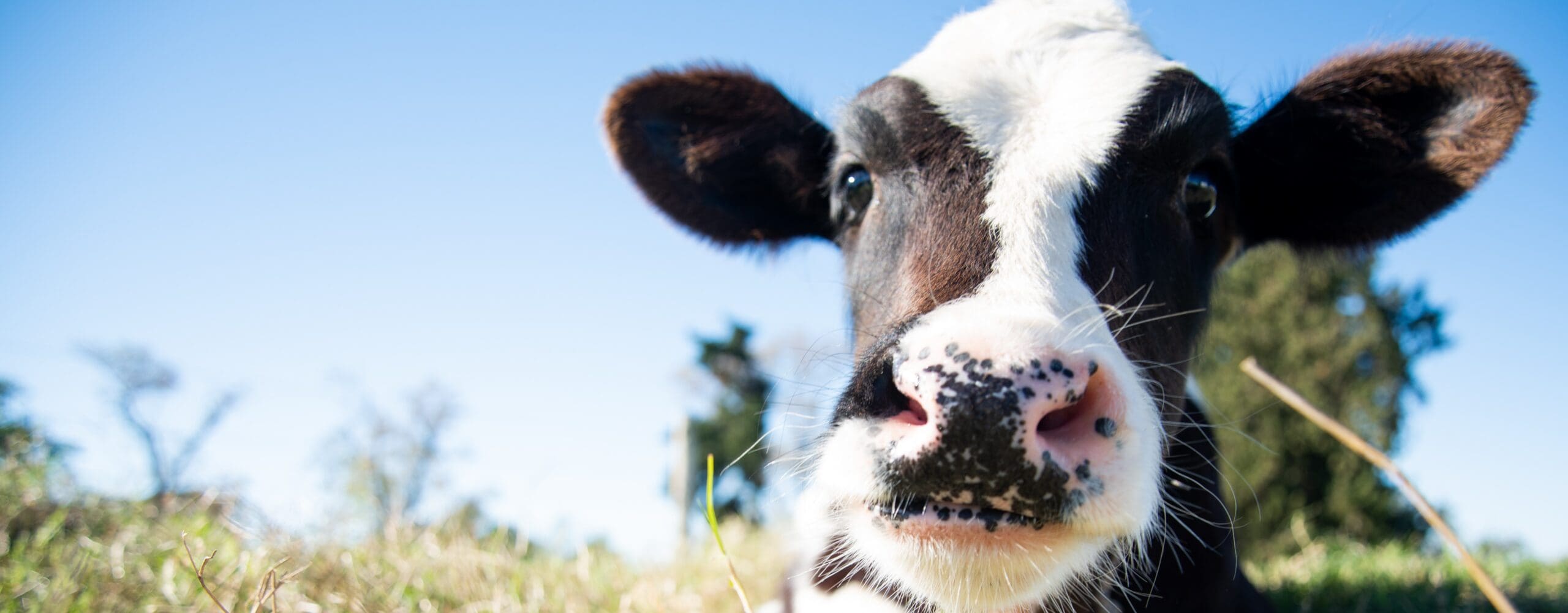 a young curious calf portrait